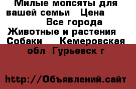 Милые мопсяты для вашей семьи › Цена ­ 20 000 - Все города Животные и растения » Собаки   . Кемеровская обл.,Гурьевск г.